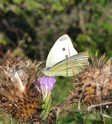 Small White