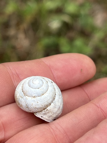 Vineyard Snail
