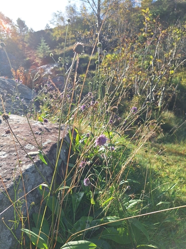 Devil's-bit Scabious