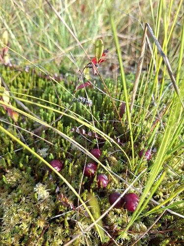 bog cranberry