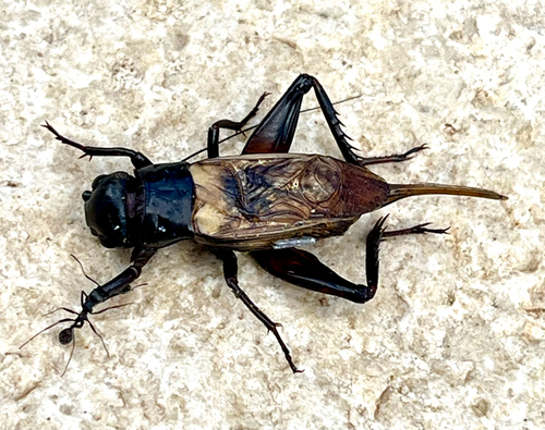 Southern Field Cricket