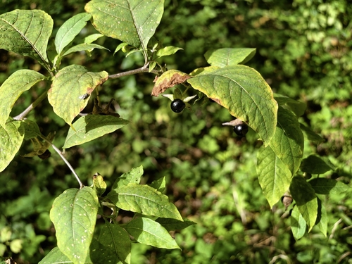 Deadly Nightshade