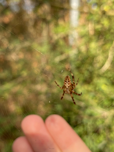Cross Orbweaver