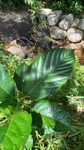 Ficus benguetensis observed 2026-09-24