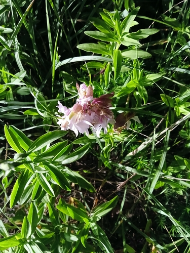 common soapwort