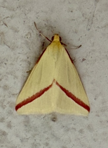 Vestal