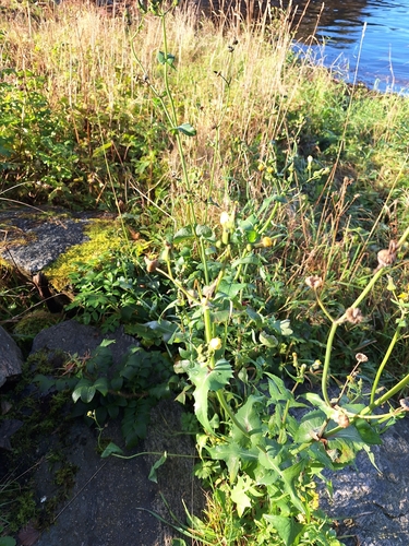 Common Sow-thistle