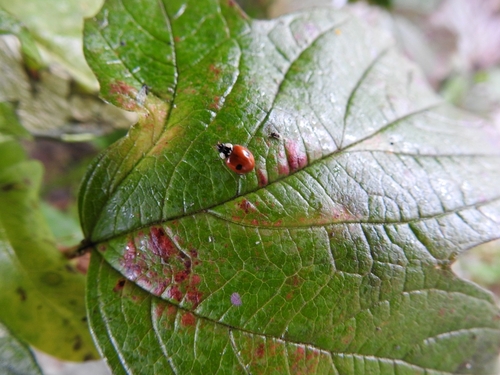 Two-spotted Lady Beetle