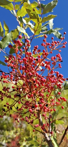 terebinth