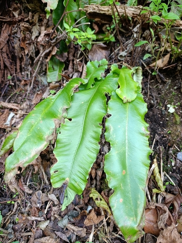 Hart's-tongue fern