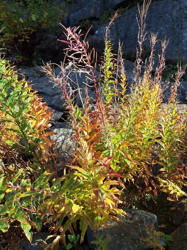 fireweed