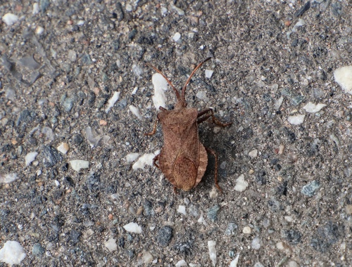 Dock Bug