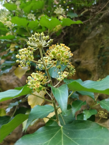 common ivy