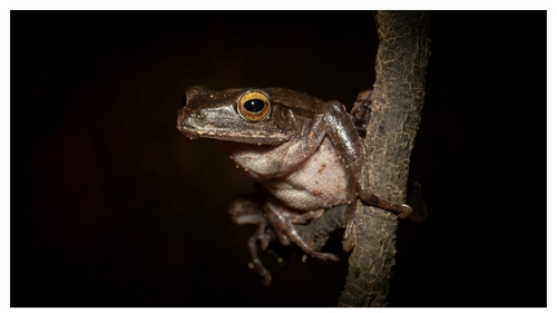 Taiwan Whipping Frog