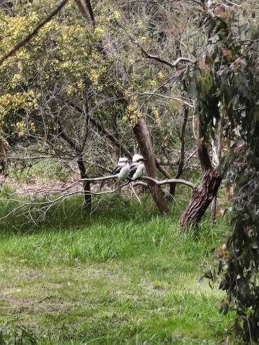 Laughing Kookaburra