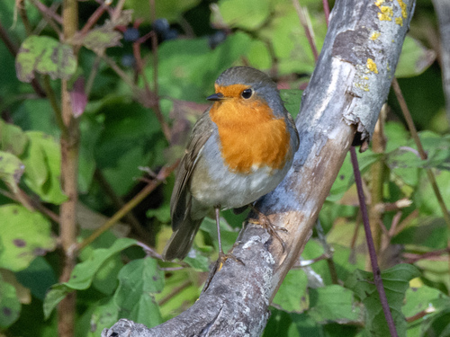 European Robin