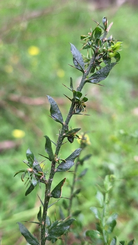 Acacia paradoxa, photograph 2
