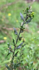 Acacia paradoxa, photograph author not stated, no rights reserved