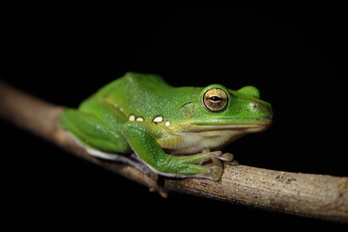 Chinese Flying Frog
