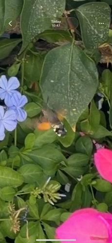 Eurasian Hummingbird Hawkmoth