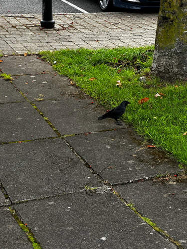 Eurasian Jackdaw