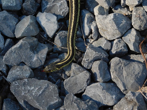 Common Garter Snake