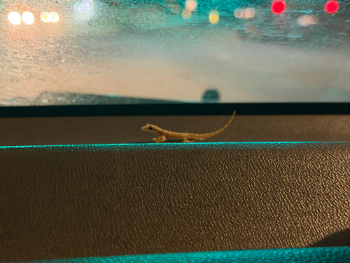 Lepidodactylus lugubris observed 2026-09-23
