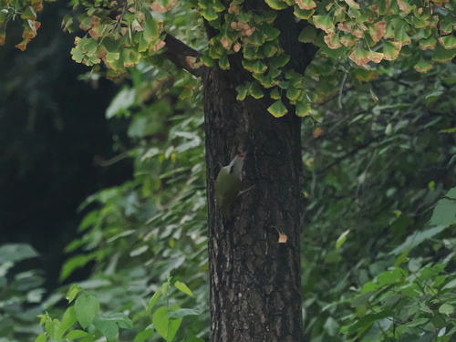 Grey-headed Woodpecker