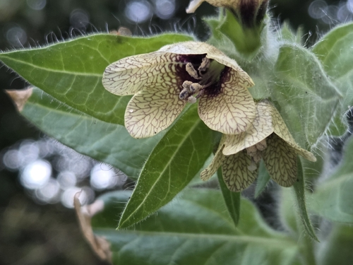 black henbane