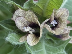 (c) Bellsprout, some rights reserved (CC BY) Hyoscyamus niger, photograph (c) Bellsprout, some rights reserved (CC BY)