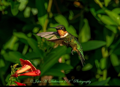 Ruby-throated Hummingbird