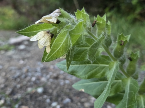 Hyoscyamus niger, photograph 2