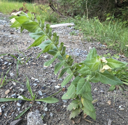 Hyoscyamus niger, photograph 3
