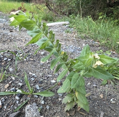 (c) Bellsprout, some rights reserved (CC BY) Hyoscyamus niger, photograph (c) Bellsprout, some rights reserved (CC BY)