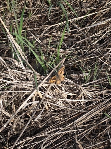Wall Brown
