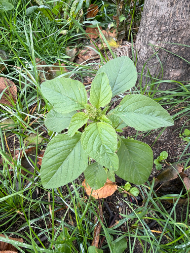 Amaranthus retroflexus, photograph 6