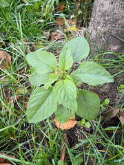 Amaranthus retroflexus, photograph (c) Maria Kohanovskaya, some rights reserved (CC BY)