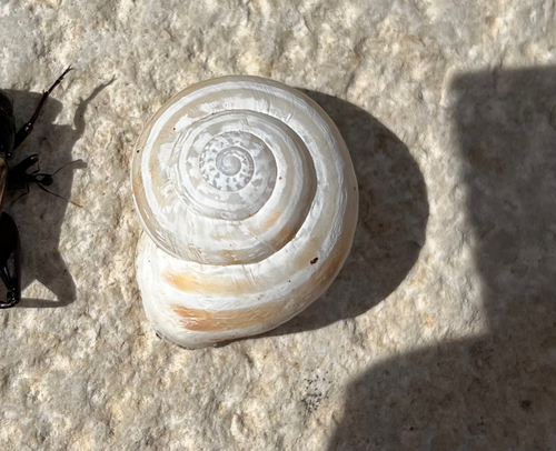 Chocolate-band Snail