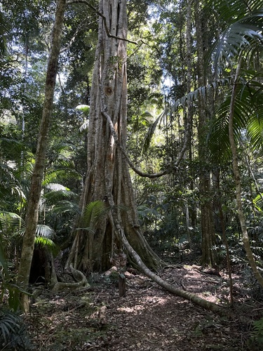 Ficus watkinsiana observed 2026-09-21