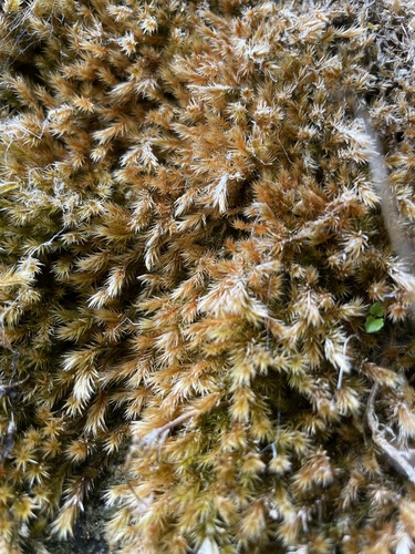 Orthothecium rufescens observed 2026-09-24