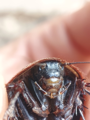 Egyptian Cockroach