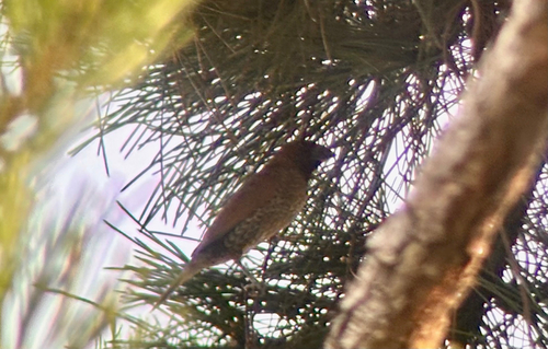 Scaly-breasted Munia