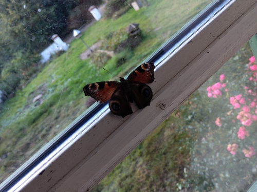 European Peacock Butterfly