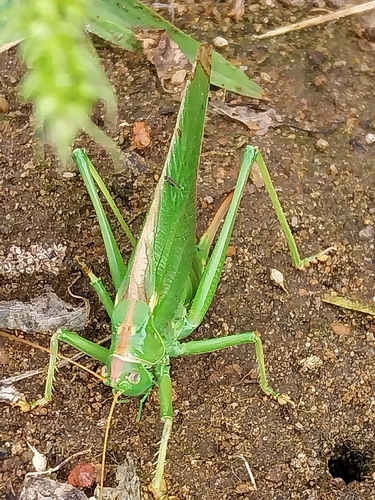 Great Green Bush-cricket