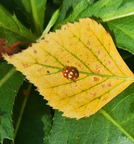 Little Arboreal Lady Beetle
