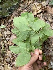 Styrax grandifolius
