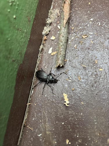 Carabus hortensis