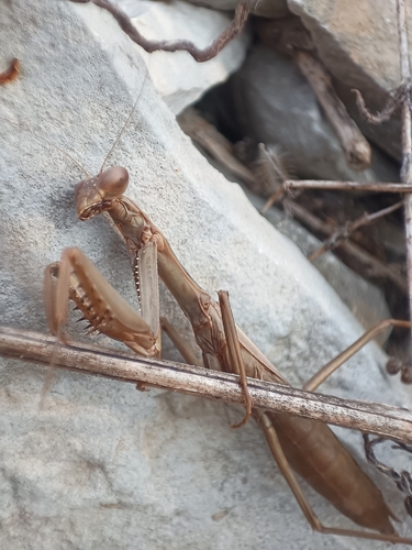 Dot-Winged Mantis