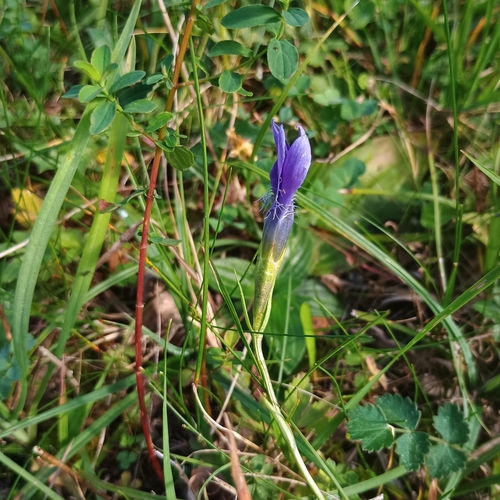 Fringe-flowered Gentian