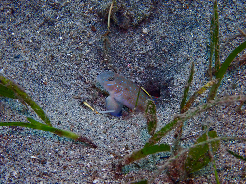 Oplopomus oplopomus observed 2026-09-23